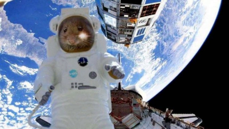 Create meme: animals in space, A hamster in space, the spacewalk 