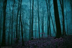 Create meme: Dark forest, Gloomy forests, dark forest background