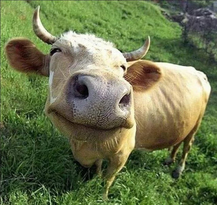 Create meme: cows', funny cow, happy cow