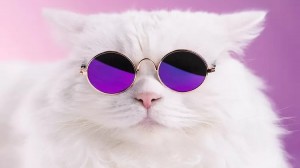 Создать мем: кошка, белый пушистый кот в солнечных очках