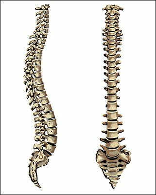 Create meme: spine, spine divisions, the human spine