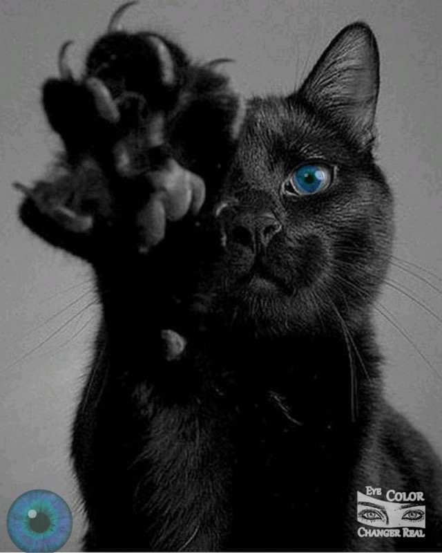 Create meme: black cat, black cat, black kitty
