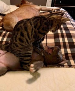 Create meme: Cat, Bengal cat, Bengal cat