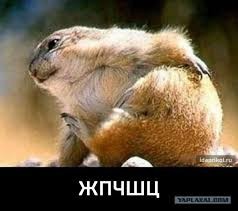 Create meme: marmot, jpcsc, funny