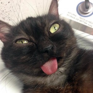Создать мем: кошка с высунутым языком мем, черный кот с высунутым языком, смешные коты