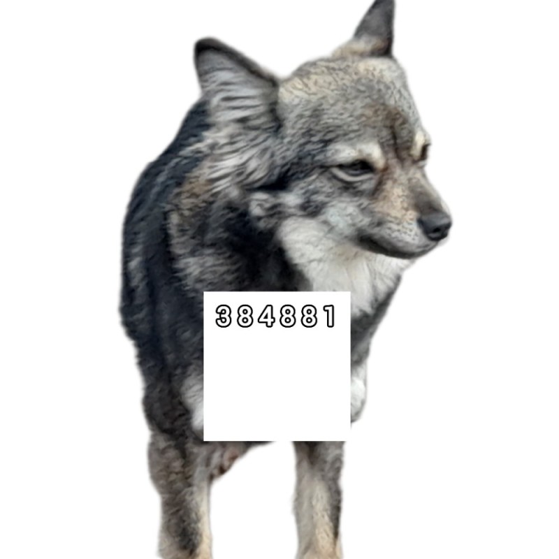 Create meme: wolf , wolf on a white background, grey wolf 