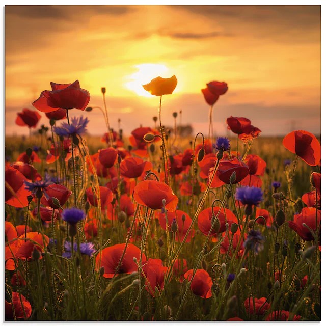 Create meme: field of poppies, flowers at sunset, flowers field