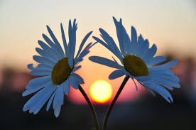 Create meme: daisies are beautiful, wildflowers at sunset, daisies against the sky
