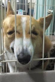 Create meme: the dog is behind bars, dog , animal shelters