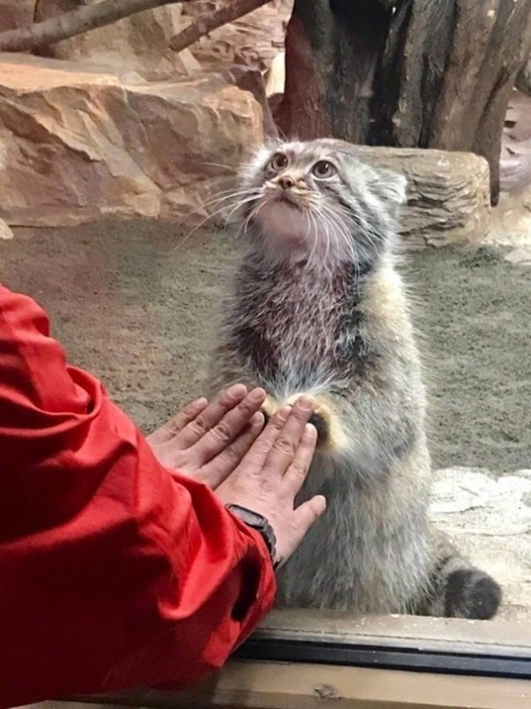 Create meme: manul, animal , manul the wildcat, manul pet the cat