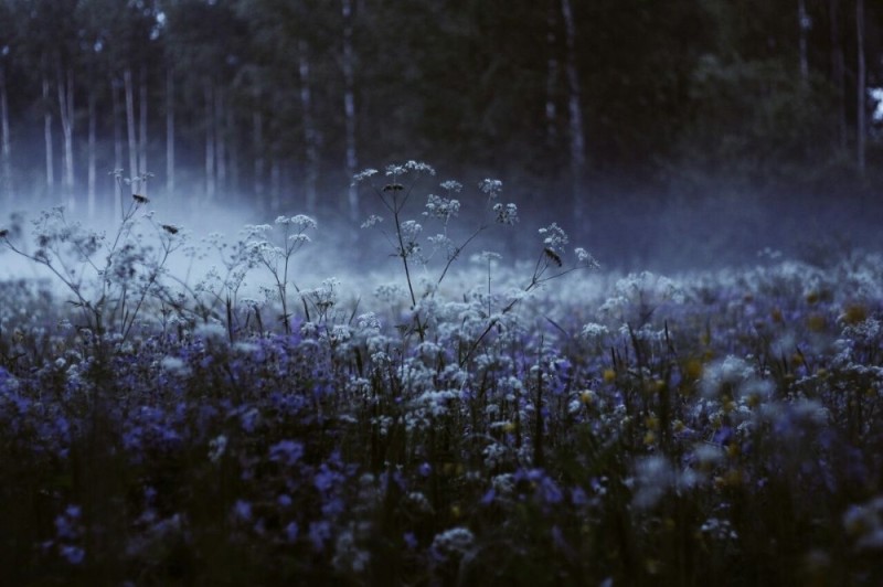 Create meme: field in the fog, nature evening, nature aesthetics