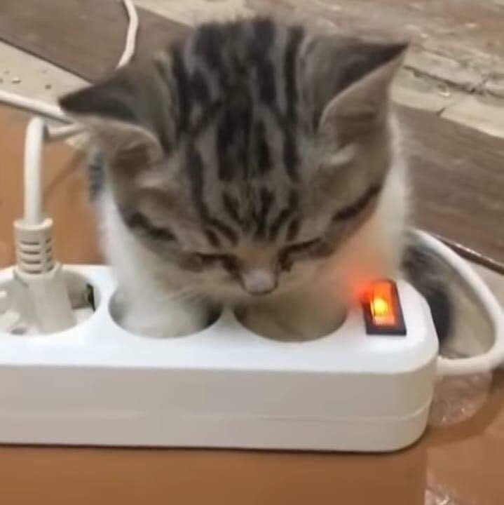 Create meme: the cat is on a charge, cat , cat and socket