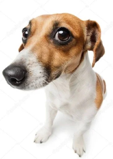 Create meme: Jack Russell, dog Jack Russell, Russell Terrier