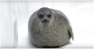Создать мем: морской котик жирный фото, толстый тюлень, кольчатая нерпа