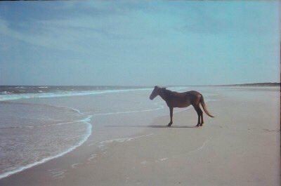 Create meme: horse on the shore, because the horse is a meme, meme with a horse by the sea