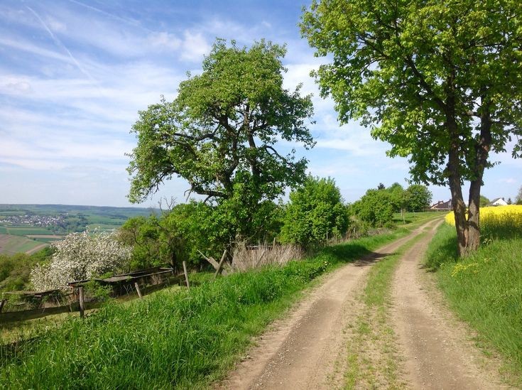 Create meme: rural road, quercus robur, road in