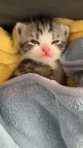 Create meme: sleepy cat, cat, sleeping kitten