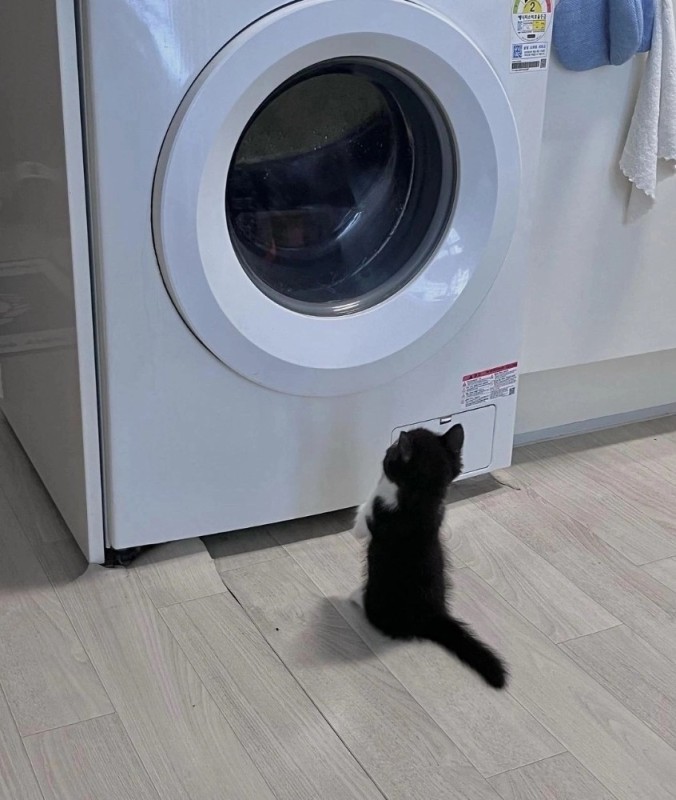 Create meme: washing machine , cat , the washing machine is small
