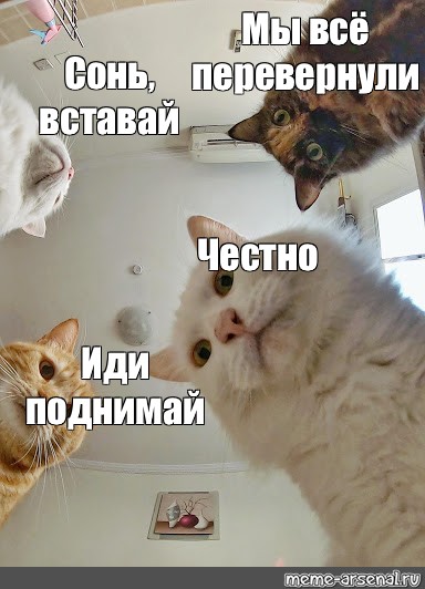 Иди подними. Вставай Соня. Кот подъем. Котэ встает. Котики скажите честно.