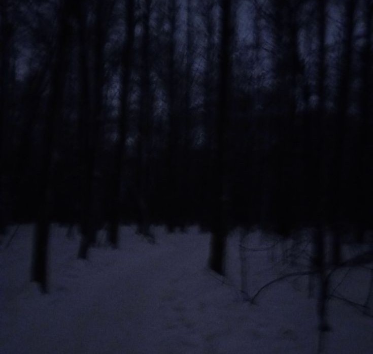 Create meme: gloomy winter, scary winter forest, forest 