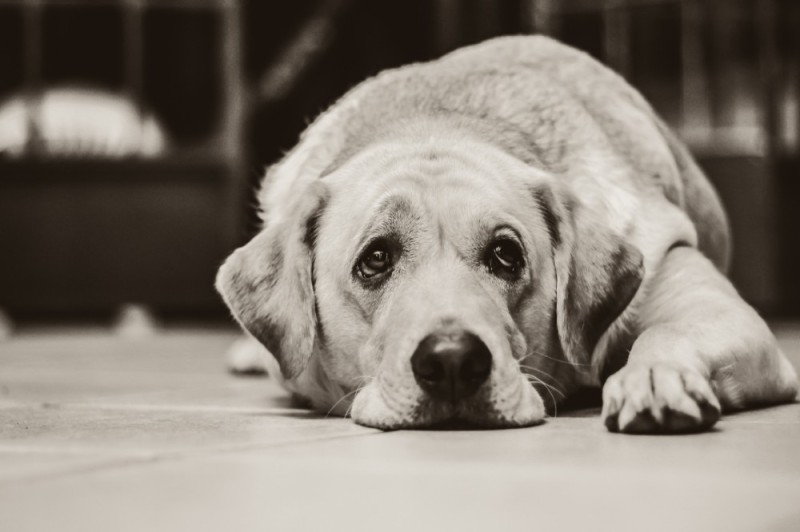 Create meme: sad dog, Labrador , labrador dogs