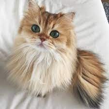 Create meme: British longhair cat, Persian cat, British longhair cat smoothies