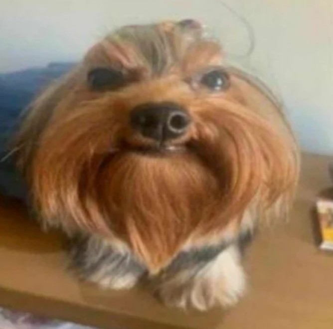 Create meme: breed Yorkshire Terrier, yorkshire terrier standard, yorkshire terrier meme