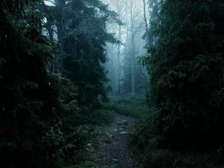 Create meme: forest misty, fog in the forest, dense forest