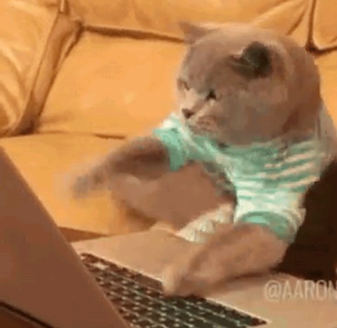 Создать мем: кот айтишник, кот по клавиатуре, кот печатает