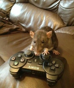 Create meme: pet rat, rats home, entertainment