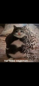 Создать мем: мемы с котами, Кошка, коты