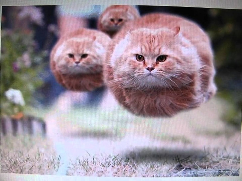 Create meme: flying round cat, flying cat meme, the round cat is flying