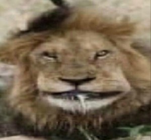 Create meme: Leo the lion, Leo grin, Leo