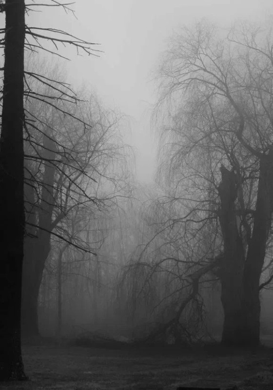 Create meme: grey forest, fog in the forest, grey forest background