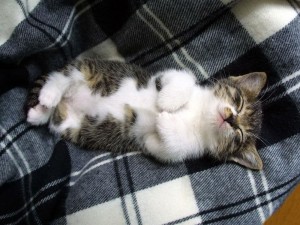 Create meme: sleepy kitten, sleeping cat, cats are cute