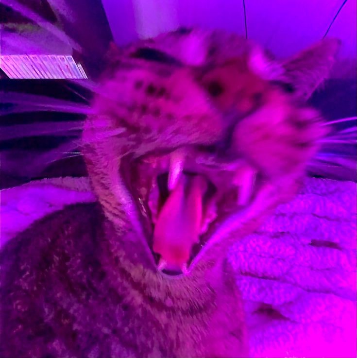 Create meme: screaming cat , purple cat, a domestic cat