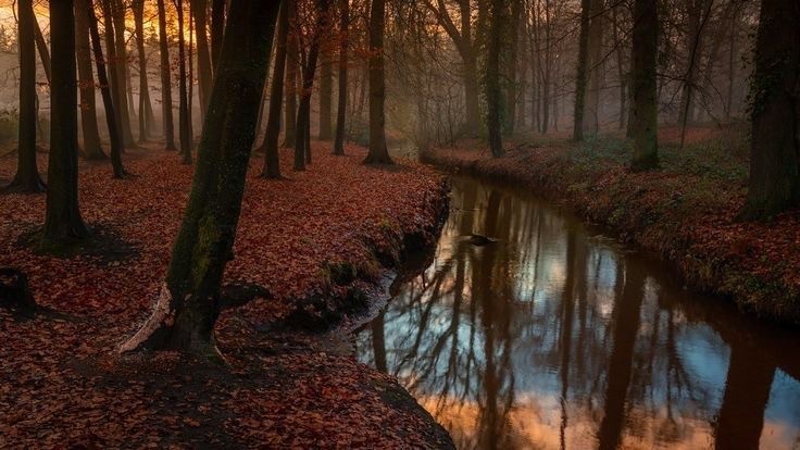 Создать мем: пейзажи осени, в осеннем лесу, лес осень