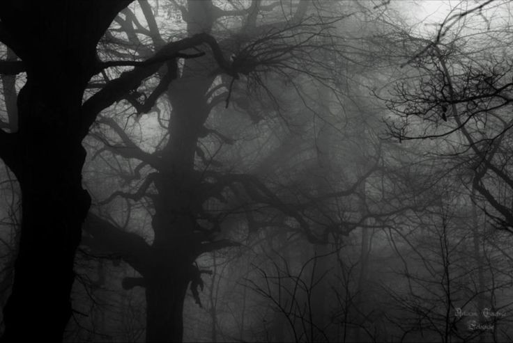 Create meme: The forest is dark and gloomy, dark wood, the forest is creepy