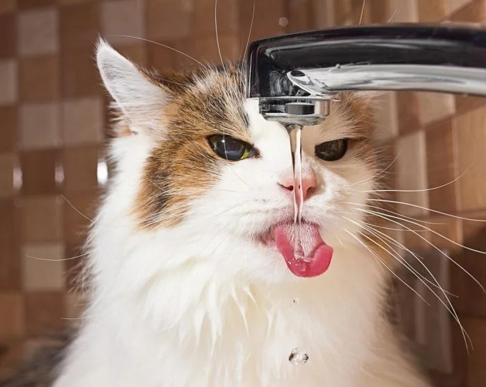 Create meme: the cat drinks water from the tap, the cat drinks, cat drinks water