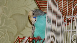 Create meme: wavy parrot Czech, wavy parrot blue, wavy parrot