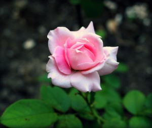 Создать мем: красивые цветы розовые, цветы розы розовые, красота роза розочка