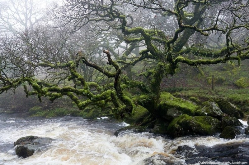 Create meme: forest , mysterious forest, forests of England