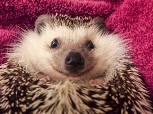 Create meme: happy hedgehog, pygmy hedgehog, happy hedgehog