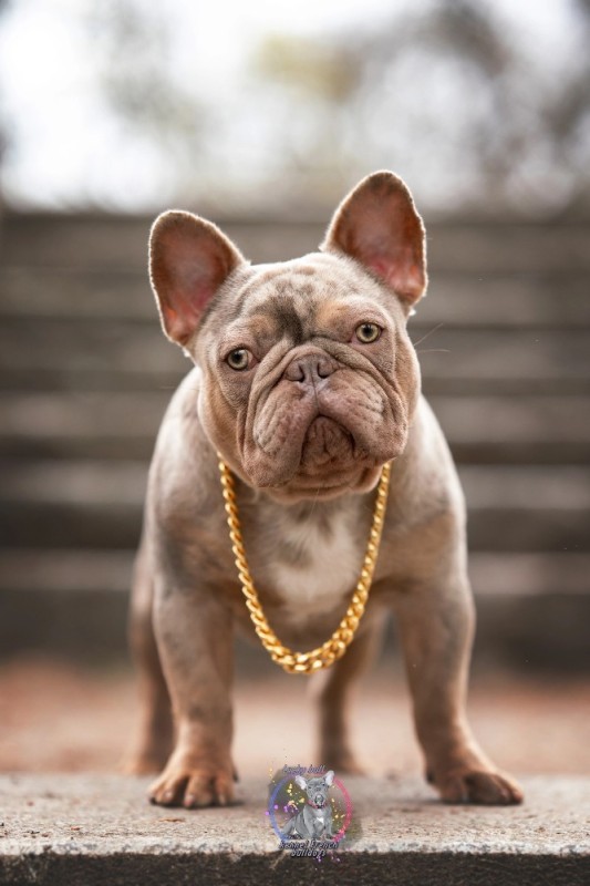 Create meme: French bulldog , bulldog French bulldog, dog French bulldog