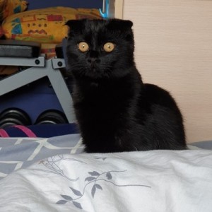 Create meme: Munchkin fold black, Scottish fold cat black photo, black Scottish fold kitten 4 months