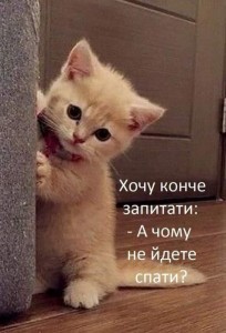 Create meme: a cute cat, nyashka cat, cute cats