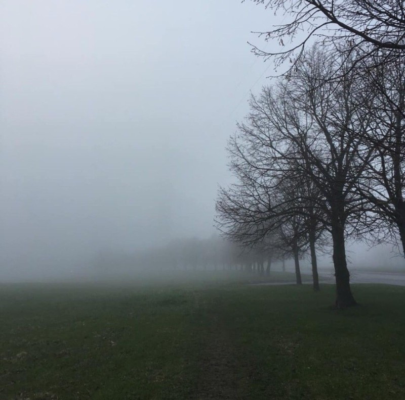 Create meme: a tree in the fog, nature fog, the landscape is gloomy
