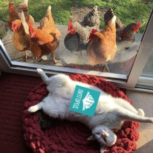 Create meme: the cat and the chicken, cute animals, animals cats