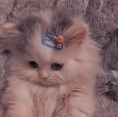 Create meme: kitten with a hairpin, a cat with hairpins, cat 