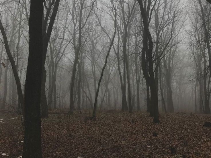 Create meme: the landscape is gloomy, forest misty, fog in the forest